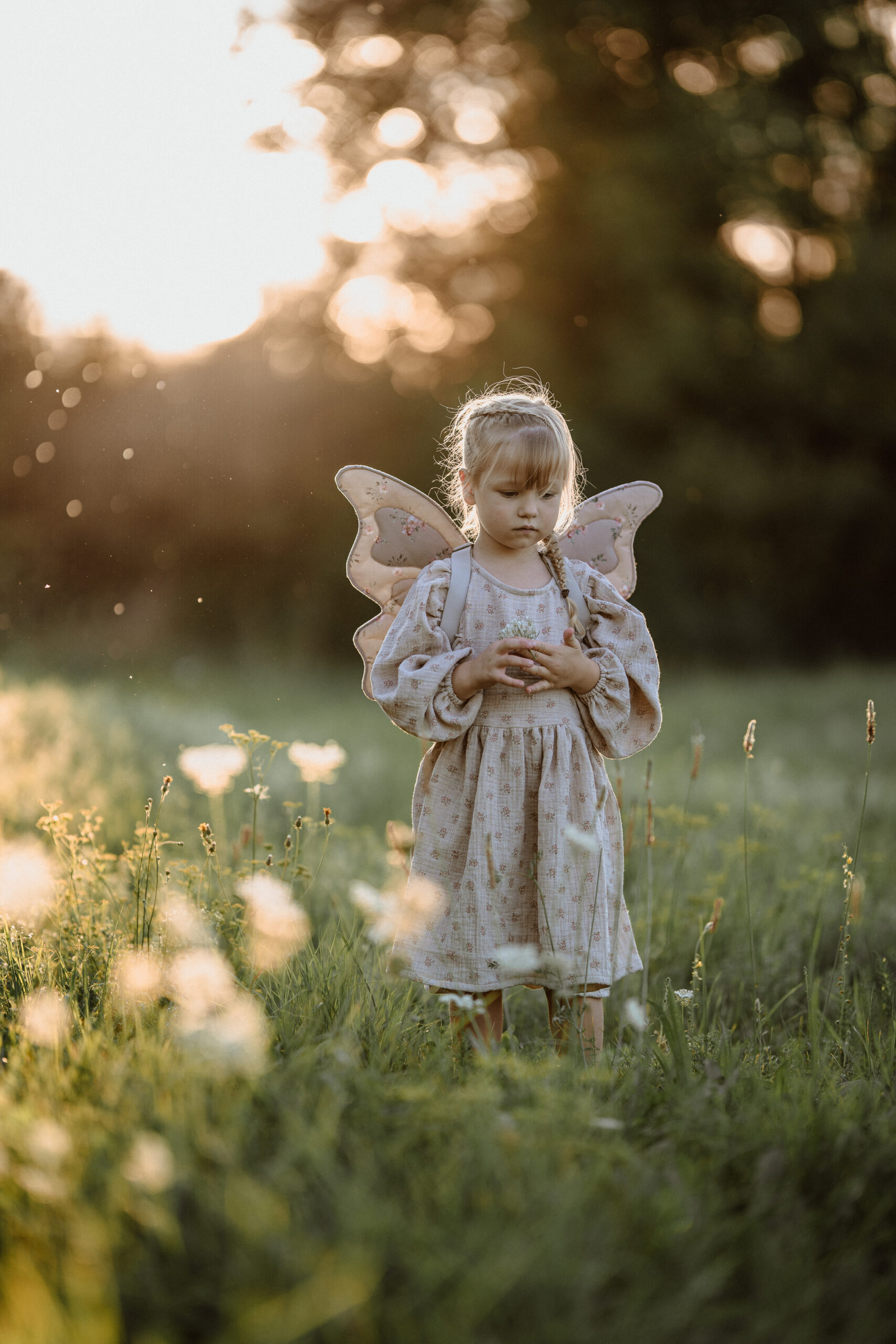 Feenflügel "morning song"